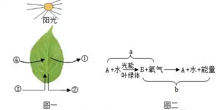 绿色植物是生态系统中的生产者,因为它们能进行光合作用.