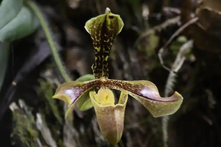 铜壁关生物志兰中上品波氏兜兰