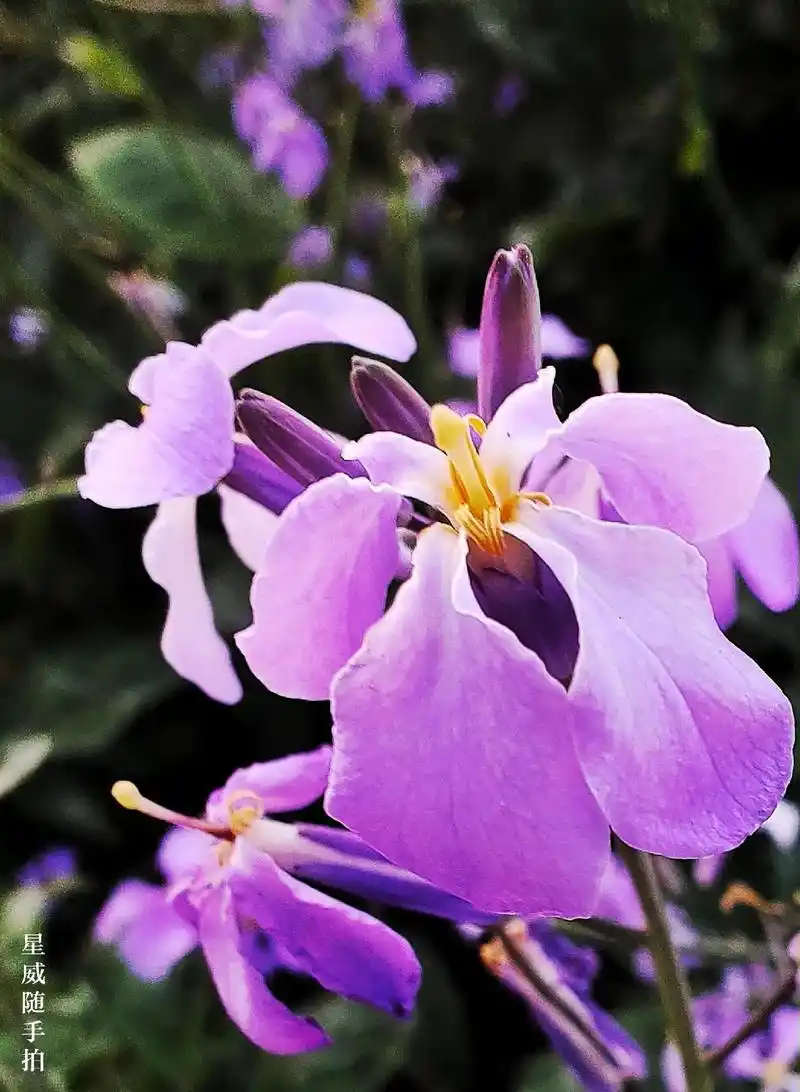 诸葛菜.这种蓝紫色的花俗称为"二月兰",是一种农历二月前后开 - 抖音