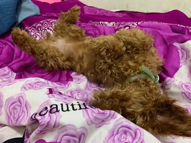 怀疑自己养了个假泰迪,一点也不黏人.