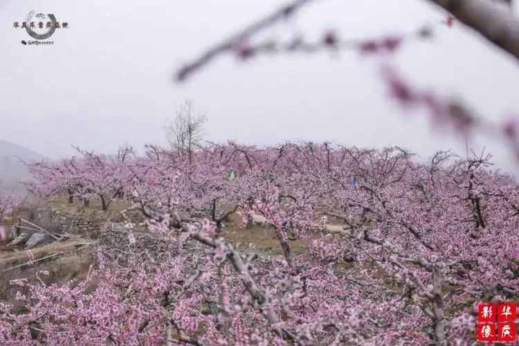 2016年4月8日—20日 2016保定坨南桃花节地点:河北保定满城区坨南乡