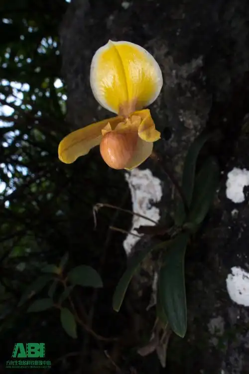 喀斯特美兰子 ——海伦兜兰