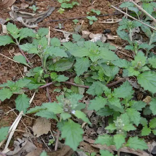 新鲜白毛夏枯草破血丹苦地胆散血草退血草白头翁草药500g药材