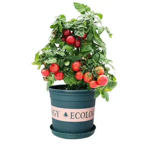 矮生盆栽番茄种子种籽阳台四季小西红柿苗蔬菜圣女果苗孑子秧种植