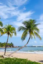 中国海南省三亚市天涯海角海边椰子树