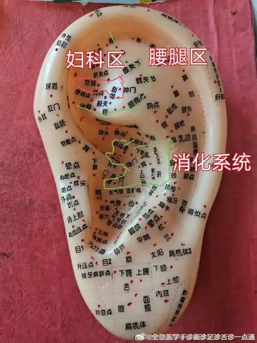 为什么耳朵里面会长这种痘#看看中医耳诊图就知道了,对号入座.
