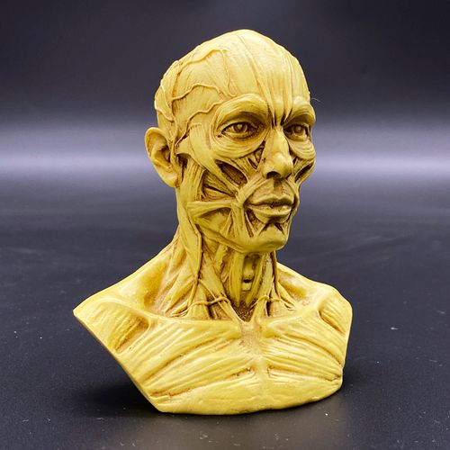 人体头部肌肉结构模型医用人头解剖素描速写其他模型玩具