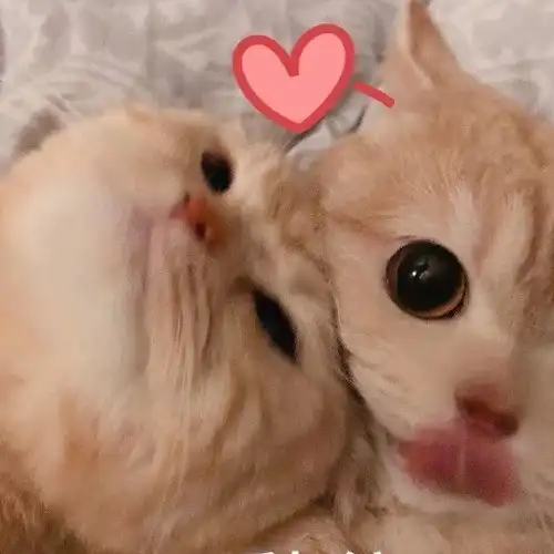 表情包:超可爱的萌宠猫咪动态静态表情包_时候_种类_不知道