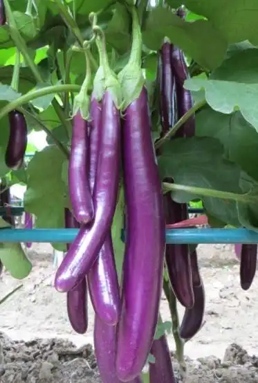 首页 产品中心 蔬菜品种 茄子 特征特性: ★最新引进杂交一代品种