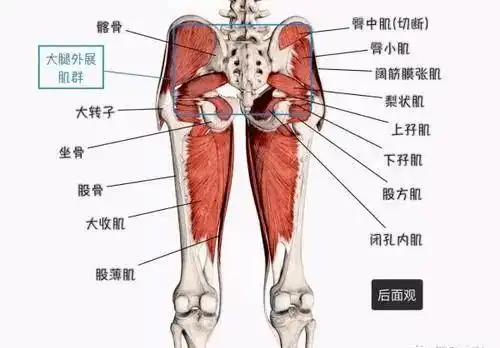 03,大腿内侧疼痛的意义故检查此肌两端附着点及肌的行经有无压痛,屈膝