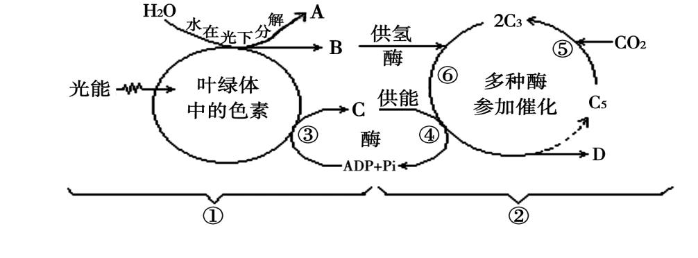 1.5.4光合作用