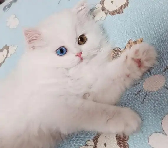 波斯猫的眼睛可以说是这个品种的一大特色,不同颜色的波斯猫眼睛的