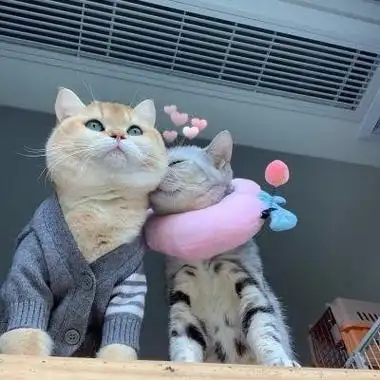 萌猫情侣头像高清