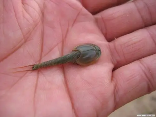 它是在水里生活的,我猜它是什么东西的幼虫,是不是呢?