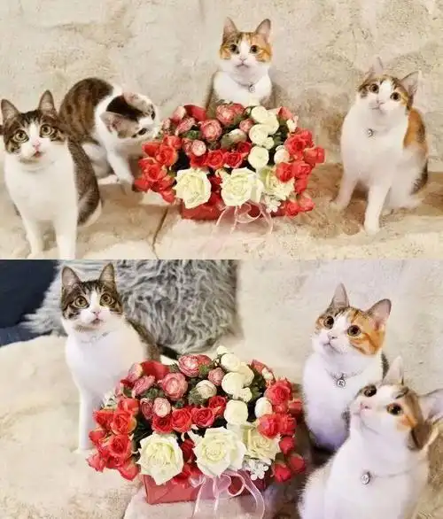 这么多小猫咪的合影!"大户人家"啊