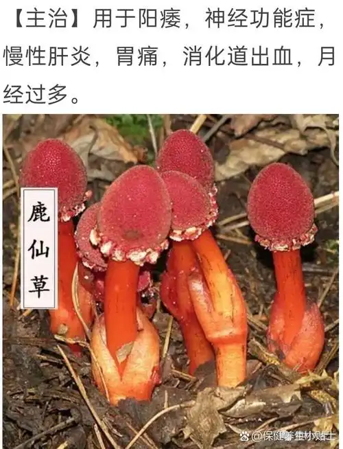 回春草又叫鹿仙草