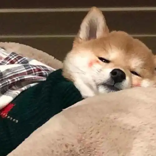 适合当头像的狗狗图片(蠢萌的柴犬头像) - 赤虎壹号