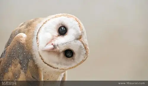 歪头的小猫头鹰高清摄影图片