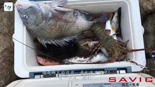 小编就不告诉大家了~~~~渔获虽多,其实一半是暗钉.