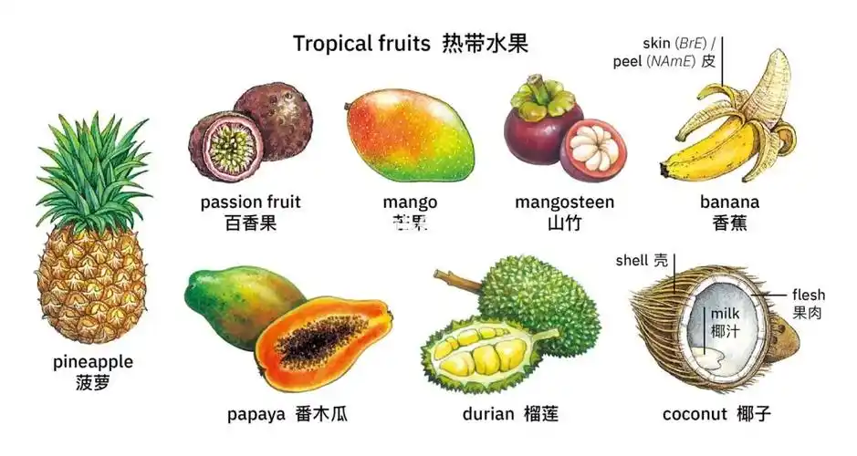 热带水果名称
