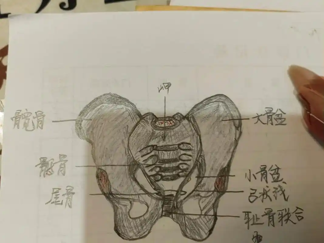 大小骨金分界线往着百  低肩 骨盆倾斜 变形的骨骼 之度厚  - 抖音
