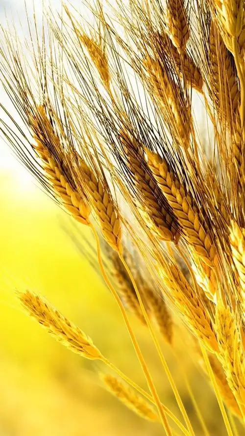 iphone 壁纸 金黄的麦穗特写