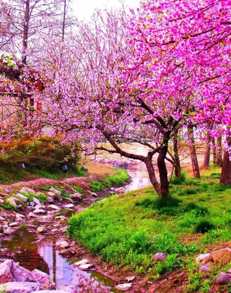 阳春三月桃花开.