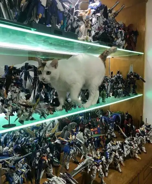 网友分享让手办爱好者心脏骤停的瞬间比起小朋友猫咪更可怕