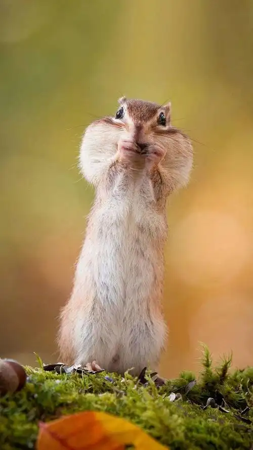 750_1333竖版 竖屏