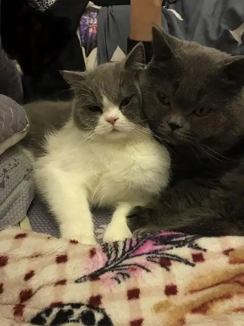 想问问各位有猫咪的懂猫咪的人士,英短和美短的性格如何,喜欢温顺粘人