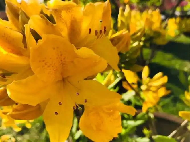 名贵品种～黄色映山红