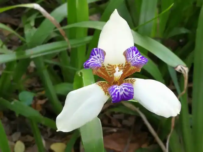 巴西鸢尾兰,美会再遇见
