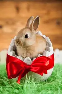 可爱的小兔子照片