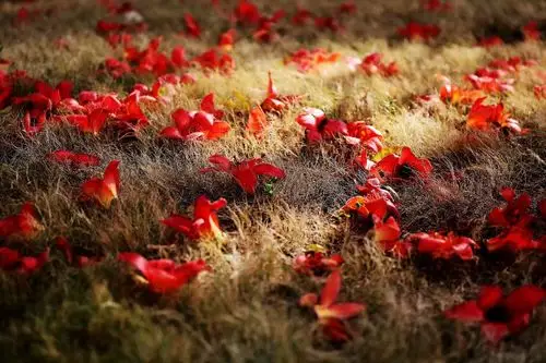 【木棉花落满地殇】摄影:湘江水 作词:寒江蓑笠