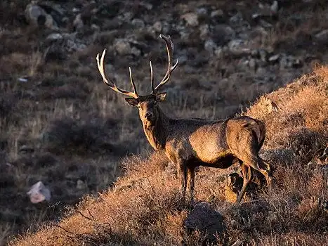 贺兰山马鹿,马鹿,赤鹿