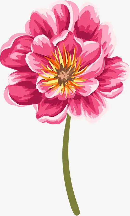 鲜花玫红色手绘花朵