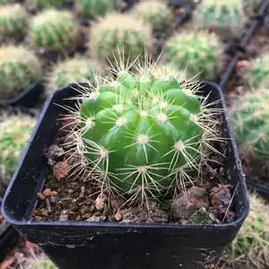 玻璃球仙人球金盛丸 金盛球  黄菠萝 短刺球 开花球 多肉植物好养