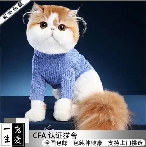 宠物小猫咪活体幼猫蓝色猫咪英国猫折耳美国猫短毛加菲幼猫幼崽