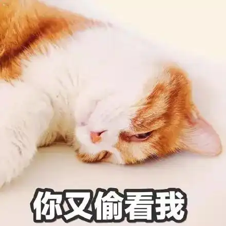 搞笑猫咪表情包39张