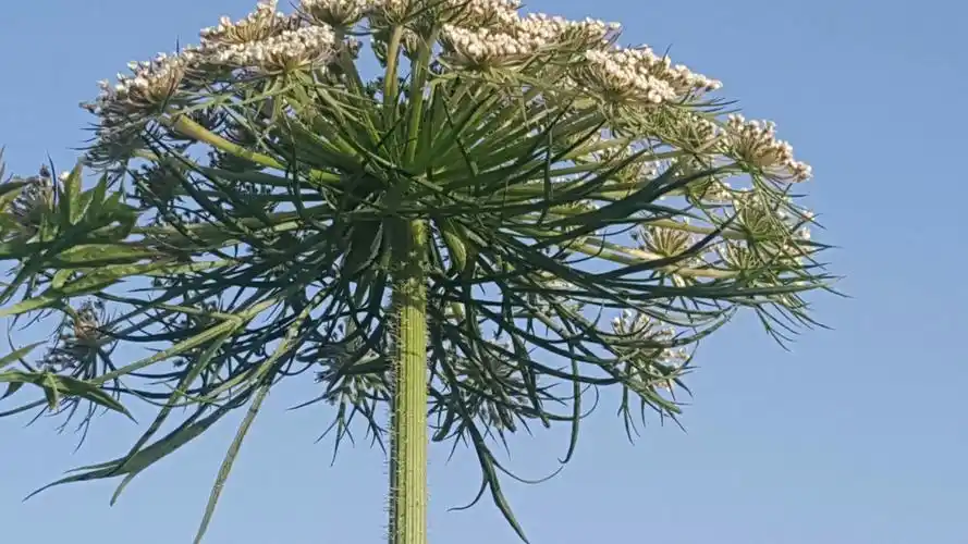 院子里的胡萝卜花