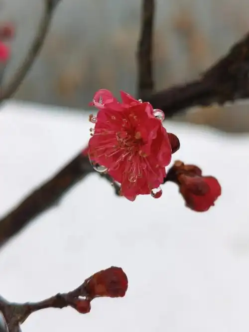 梅花遇见雪
