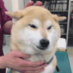 狗狗抓痒毛茸茸汪星人gif动图_动态图_表情包下载_soogif