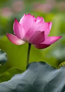 美丽的荷花图片