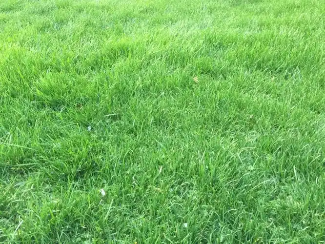 小草青青绿水,暖风拂面游人似醉,人在画中行.