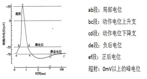2019事业单位医疗岗备考指导:静息电位和动作电位
