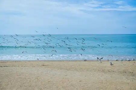 在蓝色的天空和大海大海背景沙滩上美丽的海鸥照片