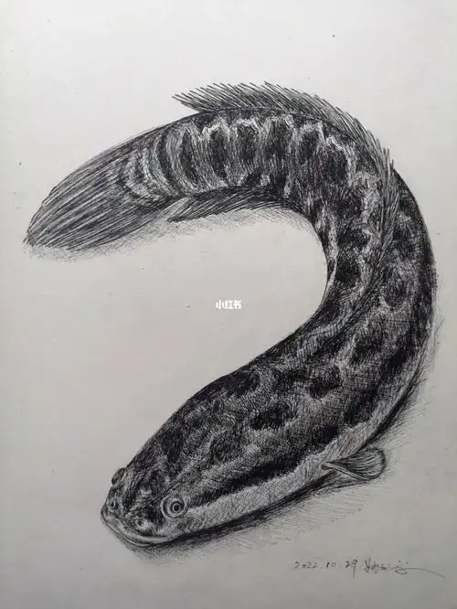 钢笔画黑鱼