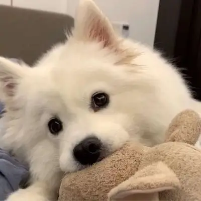 超奶萌可爱动物类头像_微信头像_我要个性网