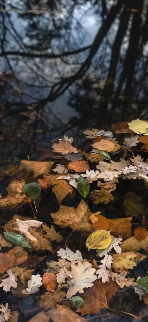 锁屏壁纸 卡通壁纸 聊天背景 春日壁纸 可爱壁纸 全面屏 iphone壁纸