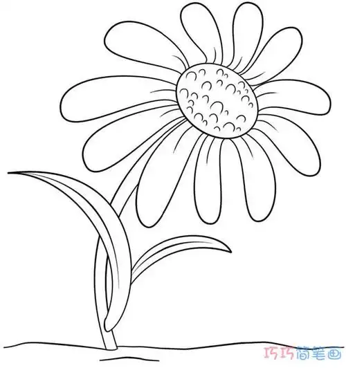 菊花怎么画简洁可爱_菊花简笔画图片菊花怎么画简洁可